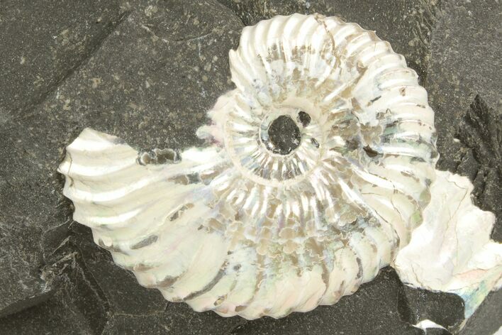 Iridescent Ammonite (Deshayesites) Fossil - Russia #207453